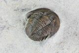 Tropidocoryphe Trilobite - Proetid With Axial Spines #72887-3